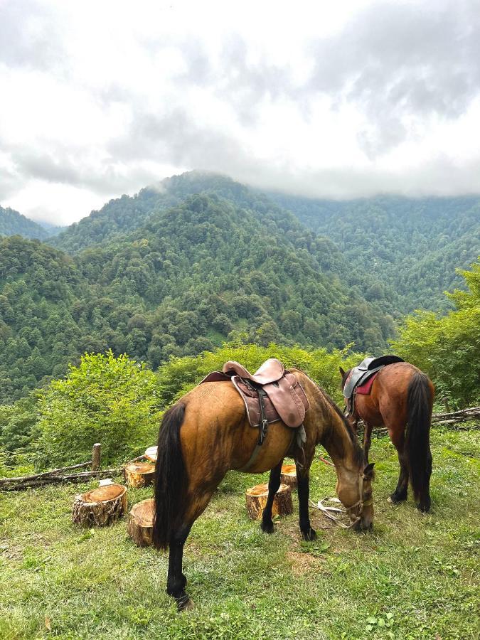 Mtirala Glamping Hotel Chakvistavi Luaran gambar